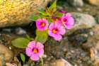 USA, California, Anza Borrego Desert State Park. Bigelows monkey flower blossoms Art Print